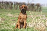 RODESIAN RIDGEBACK 129